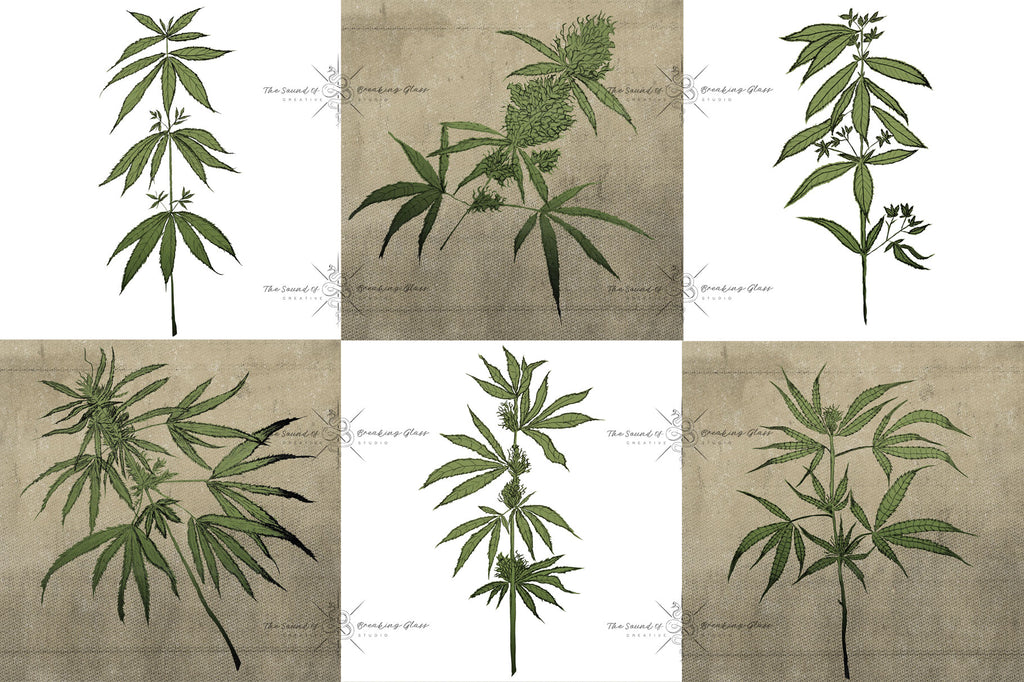 Hand Drawn Marijuana Cannabis Hemp Plant Illustrations CBD